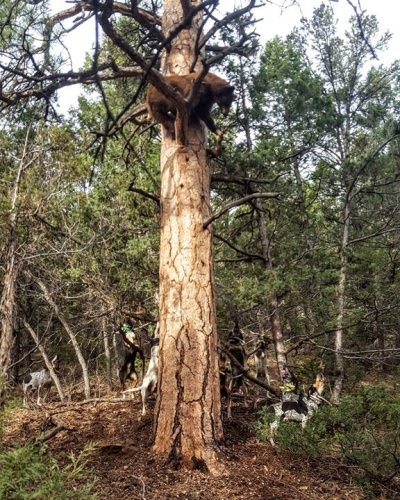 Is it bear season yet? I'm ready. #gtoutfitters #bookcliffs #thebestinthebooks #guidelife #houndlife