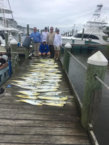 6/11 Allen and crew had a limit of Mahi before the wind picked up
Back at the dock by 12:30