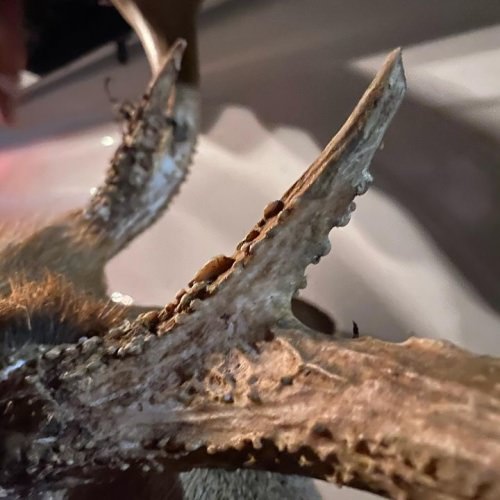 Another Kentucky BBD Teaser!!!