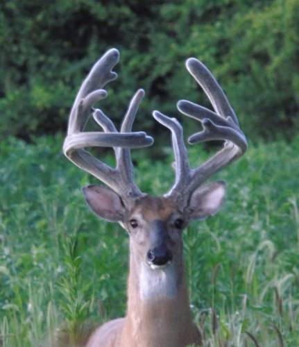 Bosa is Back! I won 1st Place/Best of Show, for a single shed, at the Field & Stream Ohio Deer Expo, for a single shed off his right side, back in March! It measured 88 & 3/8" of hard bone & he's even bigger now! I was so excited when he walked out tonight!