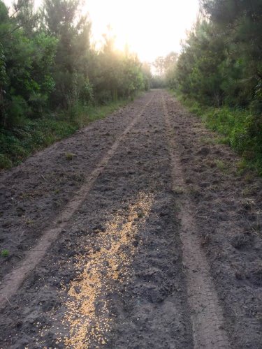 First deer corn of the summer!  There is ALOT of hog sign at the Reeves Tract.  I saw 6 deer (2 bucks/4 does) while I corned 4 stands.