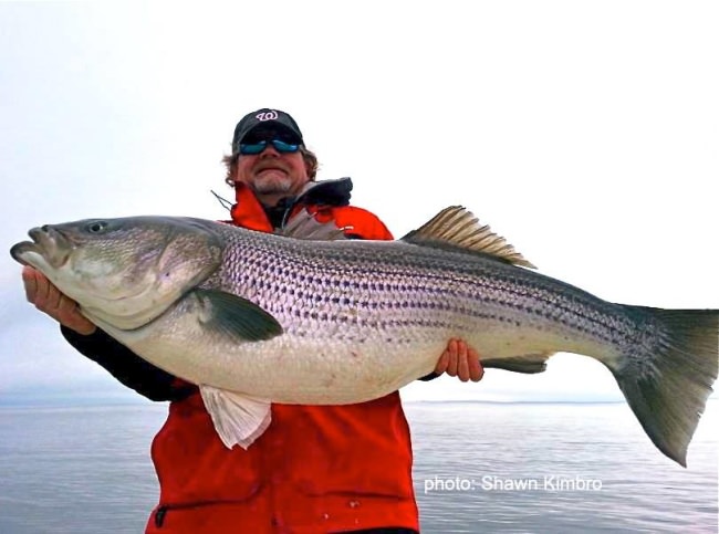 Are stripers running in your area? Let us know and share a photo. #Stripers #Rockfish #Fishing #FinandField