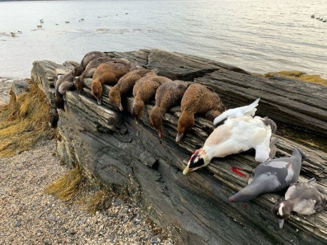 First day out sea duck hunting this year was great. We still have some January dates open this year book your hunt now. #drakealanticflywaynorth #drakewaterfowl #ducksunlimited #diverduckhunting #seaduckhunting #Eider #maineguide #oldsquaw #tanglefree #duckdog #cornerstonegundogacademy