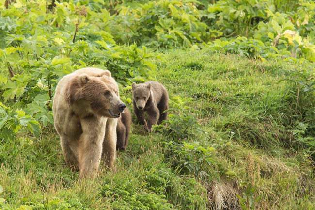 Take a walk on the wild side. How would you like to be the adventurer that bumps into Momma bear and cub on the trail?  #HappyMothersDay #Adventure #FinandField #Alaska