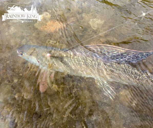 Arctic Grayling are famous for their love of dry flies, this one went for a rainbow bead rig. #onlyatRKL 
https://goo.gl/M6nEP5