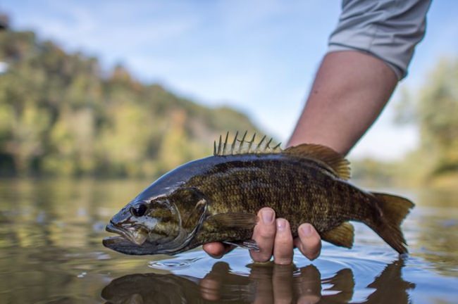 I have had a cancellation for Sept 4. September is prime top-water fishing. Also have a half day morning on Sept 11. If interested contact 717-574-5338