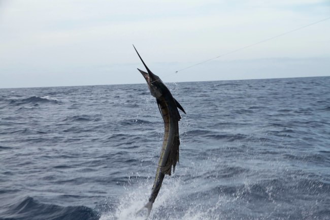 Happy Let's Go Fishing Friday! #LGFF #FinandField #Adventure