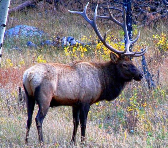 Wouldn't you love to to see this in your sights?

#Hunting | #Elk | #Adventure | #BookAHunt | #FinandField