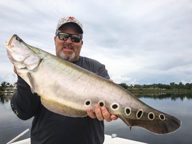 Would a clown knife fish be a first of the species for you? How about peacock bass? South Florida Bass Charters (http://bit.ly/2nCE55R) has the skills and experience to provide some totally new and unique experiences. And they are endorsed by BlacktipH in the #BlacktipHAdventureSeries!