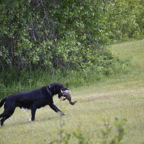 Training day with PHRC. The dogs did great getting ready for duck season. #drakealanticflywaynorth #drakewaterfowl #drake #duckdog #labradorretriever #gundog #sportdogbrand
