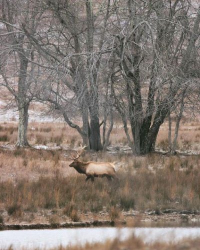 Did you get your elk in 2017? It is not too late if you didn't, Wilderness Hunting Lodge (http://bit.ly/2ozuXj4) has a few late season elk hunts left. And since the stars of Till Death Do Us Part have endorsed them in the Till Death Adventure Series, you can book with confidence!

#BookWithConfidence