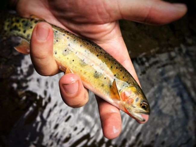 CHILLIN IN THE CUT- This pint sized cutty means as much to us as a ten pound trout. To still have Rio Grande cuts naturally reproducing in our high alpine streams and lakes brings us such joy as anglers and guides. @greenchil_lee snuck up and plucked this one out of the pot of gold. 
<•><•><•><•><•>
#flyfishing #nature #newmexico #colorado #riograndecutthroat #catchandrelease #newmexicotrue #orvis #thomasandthomasflyrods #sendit #stoked #outside 
<•><•><•><•><•>