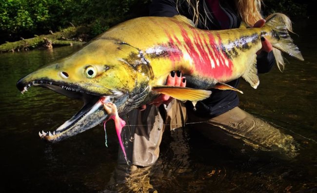 How you ever seen a salmon that looked like this? Great shot Fishing Adventures with Brittney Novalsky. #Alaska #Fishing #Salmon #FinandField
