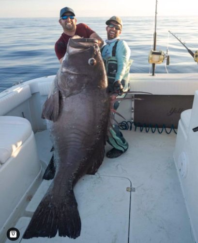 BlacktipH got a seamonster!