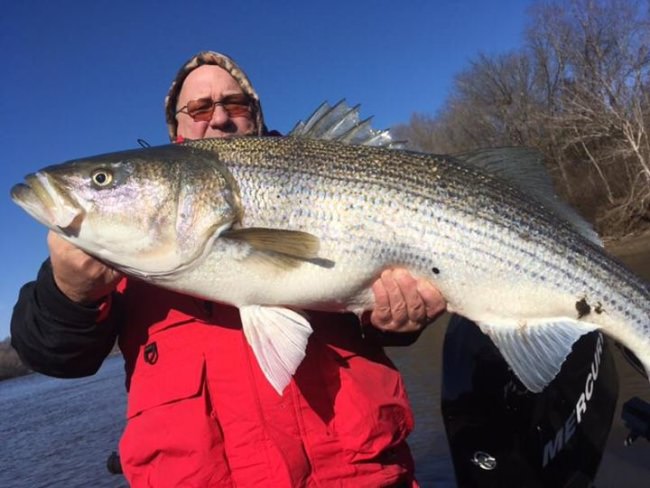 The Cumberland River fishing will just get better as Winter progresses.  My many clients who fish with us each winter with Tennessee Walleye Charters and StriperFun Guide Service can attest to this!

See attached a photo of s big brute 48 inch Striper our customer Darryl Bolton just caught a couple of days ago!  See also a nice stringer of Sauger and some big Cumberland River Walleye!

We hope to hear from you soon!

Captain Jim
931-265-9943

www.striperfun.com
