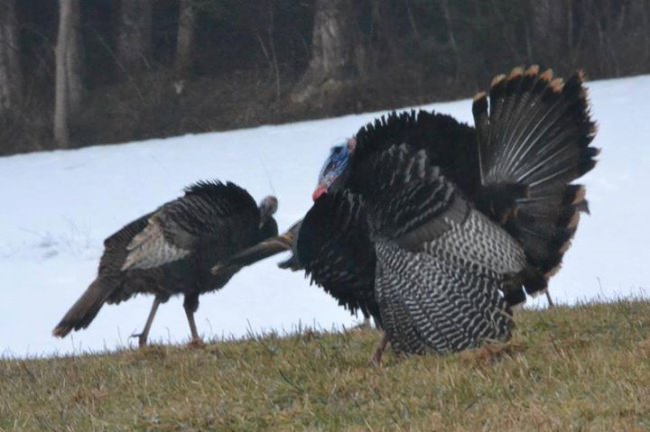 Maybe it's just me, but just because something is bigger, doesn't mean it's always better.  Some of my best experiences in the turkey woods, have come from Jakes, those birds that are only a year, year and a half old.