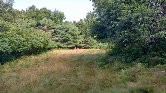 Was nice to see a doe with two fawns this morning.