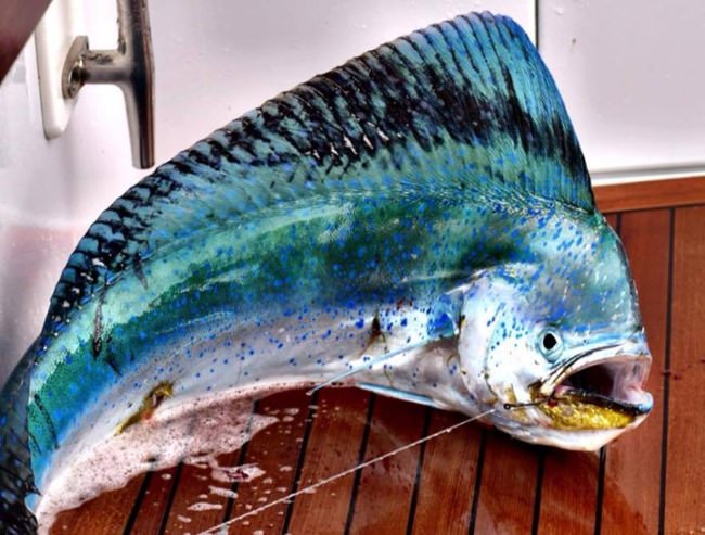 Fly Zone Adventures

#Hunting | #Fishing | #Adventure | #FinandField