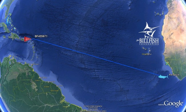 Pretty cool stuff from The Billfish Foundation. Blue Marlin tagged in 2009 was recaptured 286 days later.  Wonder how many miles the big blue really covered? Fish don't swim in straight line. 3,100 miles was from Virgin Islands to coast of Sierra Leone. #TagnRelease #BillFoundation #Fishing #FinandField #Adventure