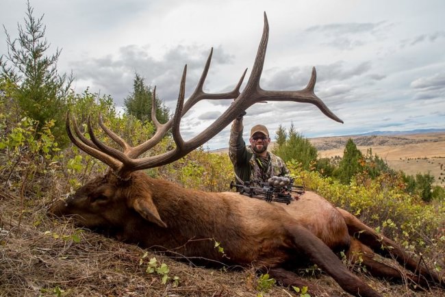 Look at this Montana Bull. Red Arrow first of the year. #Hunting #FinandField #Montana #Bull #RedArrowTv #TurnEmRed