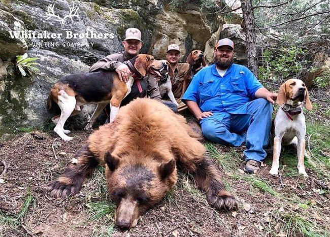 Check out this 2 tone old Bruin that Waylon Weiss got hunting with Whitaker Brothers Hunting Company. #Hunting #Bears #Adventure #WhitakerBrothers #FinandField