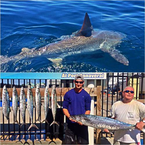 Have you ever been shark fishing? Book a trip with Fired Up Fishing Charters at www.finandfield.com. #Fishing #Adventure #Shark #FinandField
