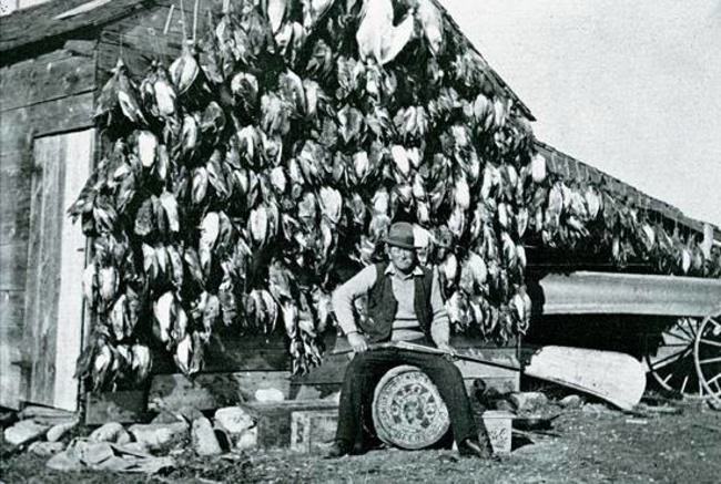 Just another day hunting! How many are there? #Wow #DreamBig2016 #Hunting #Duck #FinandField