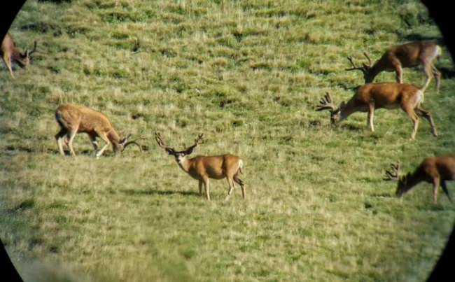 Today is the deadline. Get those Utah applications in. #gtoutfitters #guidelife #utahhunting #muledeer
