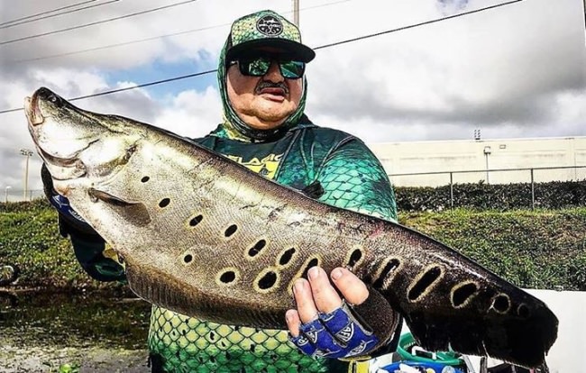 South Florida Fishing Report - South Florida Bass Fishing had a great week. Putting anglers on Clowns, Peacocks, and Bass. Book you fishing adventure at Fin & Field.

#SouthFlorida | #Bass | #Fishing | #FinandField