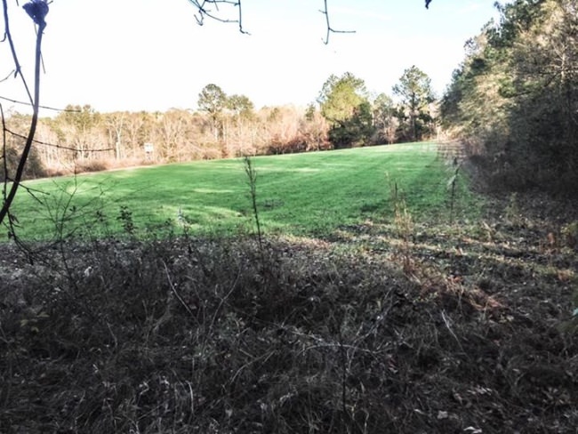 Our Alabama food plots are finally coming up in just in time for the Rut!! #racknine #bamaruthunt