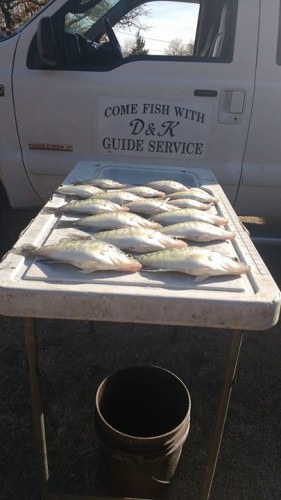 Fish are coming out of the deep water and staging up by the day. Keeping some fish for my self today. #lakeforktackle.#skeeterboats.#yamaha sho.