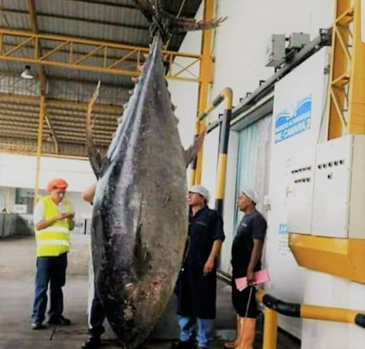 Who wishes they had landed this 761# beast of a yellowfin tuna off Ecuador. 
#FishTale | #SeaMonster | #Fishing | #FinandField