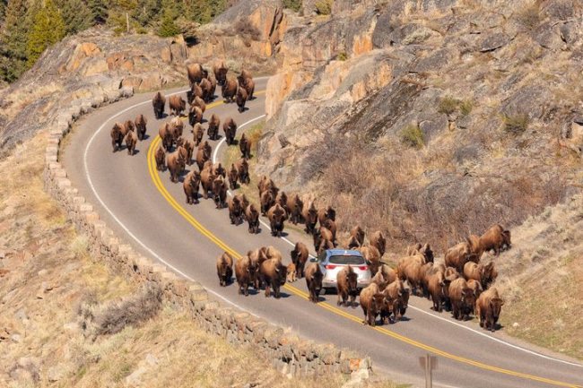 Caption this!
Yellowstone National Park in Wyoming. 
PC Jacob W. Frank, National Park Service