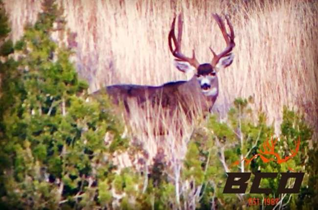 The one that got away!

Book with Big Chino Guide Service, LLC. (http://bit.ly/2nrJvhm) to get a crack at this guy in August.