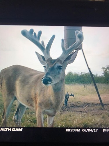 What do you think he looks like now? Contact Red River Valley Outfitters to find out!

http://bit.ly/2bNq2Wg

Papa's Pilar | #PapaWouldBeProud | #AdventureSeries | #Endorsed | #PapasPilarRum | #Hunting | #Deer