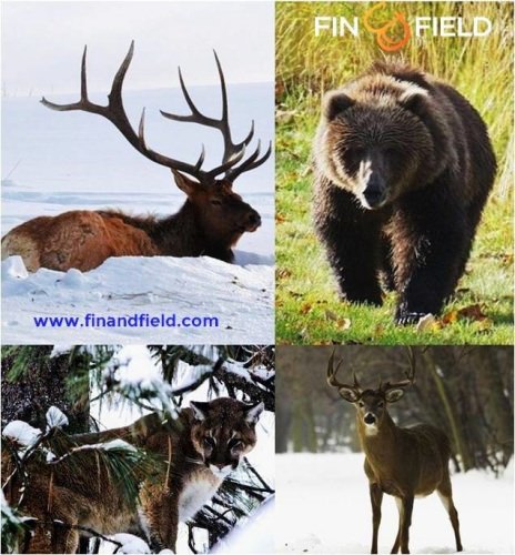 Game Day! Who is ready for Big Game? What animal would you want to hunt. Oops wrong big game! No matter, Fin & Field is ready to help you FIND & BOOK the outdoor adventure of a lifetime and you can still watch  #Superbowl50! Go #Bronocs  & #Panthers. #FinandField #OutdoorAdventureTrips #Hunting #Fishing #NFL #SB50