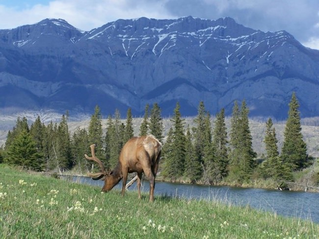 Big country with a big bull. #BookAHuntingTrip #DreamBig2016 #FinandField