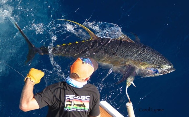 TBT. How awesome is this shot?! Are you ready to book a Kona fishing adventure? Great photo from Carol Lynne -Marlin Magic Sport Fishing Hawaii

#Fishing | #Hawaii | #Kona | #MarlinMagic | #FinandField