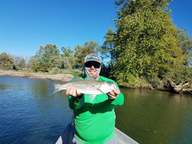 Been a while since I've posted, trips are coming in daily and I havent had anytime to post. So busy that I did a half and full day yesterday, sun up to sun down and about 14hrs on the water. But what a day it was.

All in all a great day on the water, it's been nice not having to travel for work.

Yesterday was a bit more special, got a beginner out on the water for chrome, as well as some seasoned vets hooking their first shad and striper on the fly.

Steelhead striper and shad, what more could you ask for.

Tight Lines
Brian 
#norcalflyguides 
#northerncaliforniaflyfishingguides 
#norcalflyfishing #riverx #steelhead #tugisthedrug #flyfishing #repyourwater #findyourwater #seewhatsoutthere #keepumwet #catchandrelease #clackacraft #proloks Hardy Fly Fishing Temple Fork Outfitters RIO PRODUCTS Sage Fly Fishing Redington Fly Fishing Specialties Off the Hook Fly Fishing Custom Drift Marine