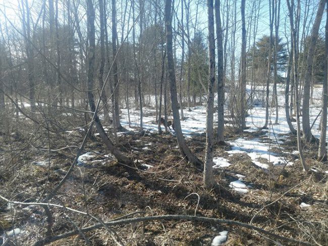 Woodcock are back Jasper pointed 2 and Popper pointed 3. Lilly 2 toms and a grouse good to be back to working dogs.