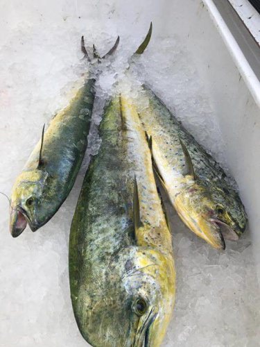 Slob City Charters has had non stop action with hammerheads, kings, mahi, sailfish, amberjacks, and more! They are in the BlacktipH Adventure Series on Fin & Field so you can book with confidence!

You can also win a $5000 booking credit in the $5000 Book with the Best Giveaway (http://bit.ly/2xgc1I2) running on Fin & Field currently.

#FishWithTheBest | #HuntWithTheBest | #Trophy | #kiteFishing| #Giveaway | #BlacktipHSaturdays
