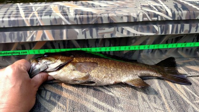 Had a great morning the top water bite was great catching fish on every other cast till the sun came out