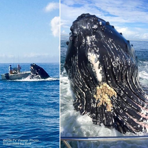 Caption this one? "Say hello to my little friend". Is it real? #Adventure #FinandField #Fishing