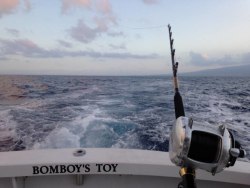 Fish with Bomboy Llanes - Bomboys Toy Fishing Charters