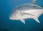 Giant Trevally