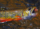 Brook Trout