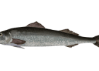 Sablefish (Black Cod)