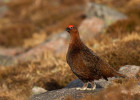 Grouse