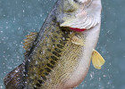 Largemouth Bass