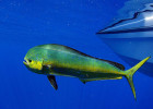 Mahi-Mahi (Dorado, Dolphinfish)